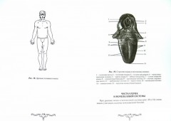 Энциклопедия гирудотерапии. Очищение тела, психики и Души упражнениями, массажем, пиявкой - Фото 1