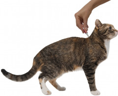 Капли для кошек от гельминтов «Профендер» - Фото 2