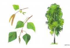 Расскажите детям о деревьях - Фото 1