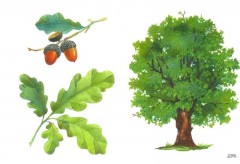 Расскажите детям о деревьях - Фото 2