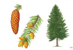 Расскажите детям о деревьях - Фото 3