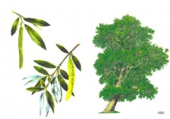 Расскажите детям о деревьях - Фото 4