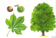 Расскажите детям о деревьях - Фото 5