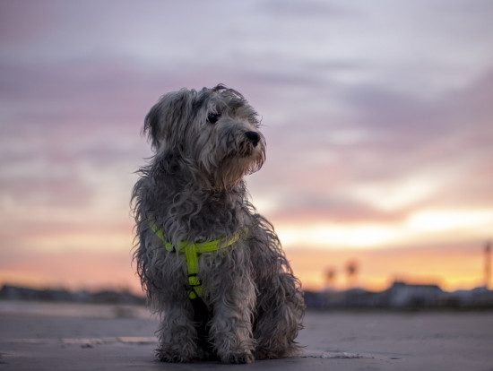 Шлейка разъемная для собак