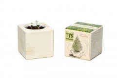 Набор для выращивания «Туя» - Фото 2