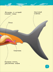 Акулы, киты и дельфины. Энциклопедия для детского сада - Фото 2