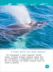 Акулы, киты и дельфины. Энциклопедия для детского сада - Фото 4