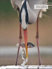 Животные. Современная энциклопедия - Фото 2