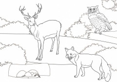 Раскраска «Дикие животные» - Фото 2