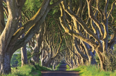 Выдающиеся деревья, которые изменили нашу жизнь - Фото 1