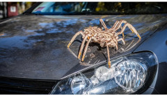 Модель сборная 3D «Паук» - Фото 8