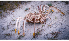 Модель сборная 3D «Паук» - Фото 9