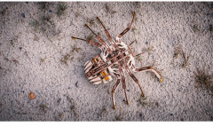 Модель сборная 3D «Паук» - Фото 12