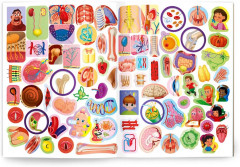 Мой первый атлас с наклейками. Тело человека - Фото 2