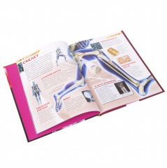 Тело человека - Фото 2