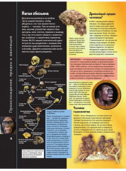 Тело человека. Как устроен наш организм - Фото 1
