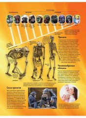 Тело человека. Как устроен наш организм - Фото 4