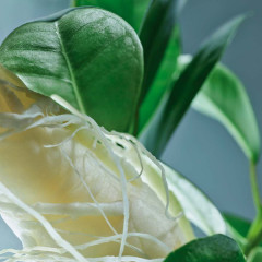 Сыворотка-бустер для кожи головы с женьшенем - Фото 4