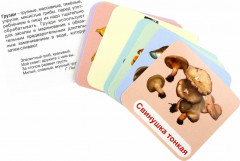 Грибы. 12 развивающих карточек с красочными картинками, стихами и загадками для занятий с детьми - Фото 1