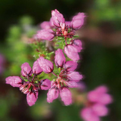 Спрей для тела и волос «Meadow flower&Heather» - Фото 4
