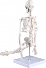Макет «Скелет человека» - Фото 2