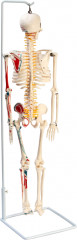 Макет «Скелет человека» - Фото 1