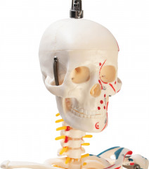 Макет «Скелет человека» - Фото 2