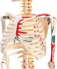 Макет «Скелет человека» - Фото 3