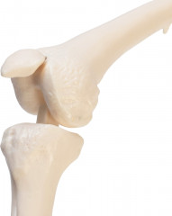 Макет «Скелет человека» - Фото 4