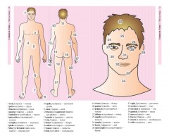 Итальянский язык в картинках - Фото 1