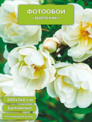 Фотообои «Цветение» - Фото 1