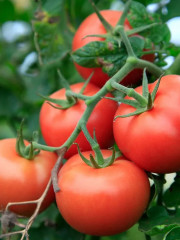 Томат «Марфушечка-душечка» - Фото 1