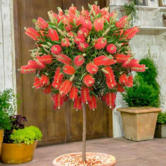 Красивотычинник «Лимонный» - Фото 1