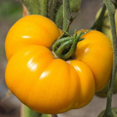 Томат «Брендивайн желтый» - Фото 2