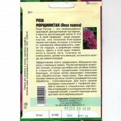 Роза морщинистая - Фото 1