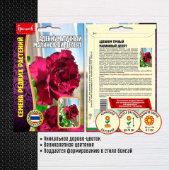 Адениум тучный «Малиновый десерт» - Фото 1