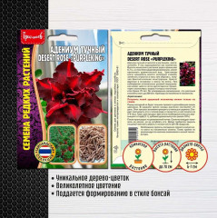 Адениум тучный desert rose «PurpleKing» - Фото 1