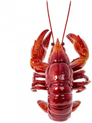 Подставка для бутылки «Омар» - Фото 5