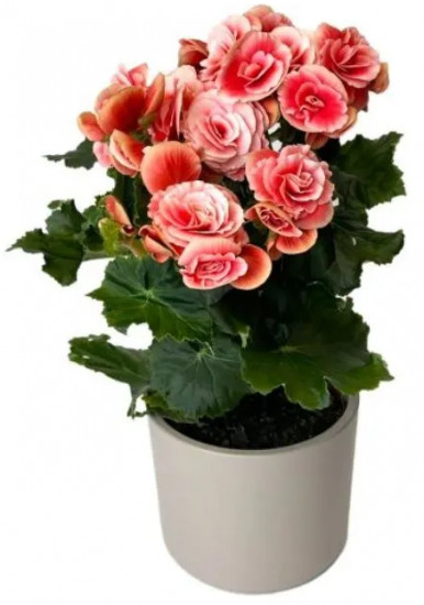 Грунт для цветов «Бегония»