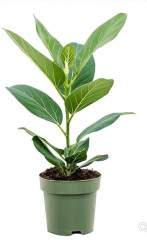 Грунт для цветов «Фикус» - Фото 1