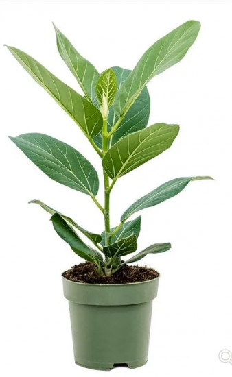 Грунт для цветов «Фикус»