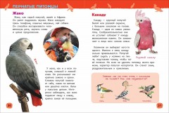 Домашние питомцы. Энциклопедия для детского сада - Фото 1