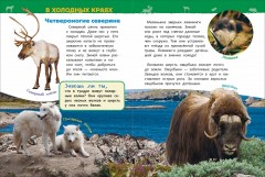 Животные России. Энциклопедия для детского сада - Фото 1