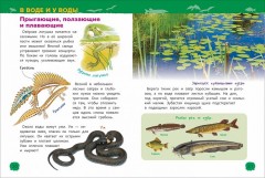 Животные России. Энциклопедия для детского сада - Фото 2