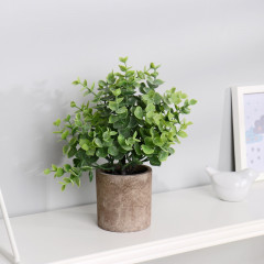 Бонсай в горшке «Буксус» - Фото 1