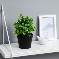 Бонсай в горшке «Крупнолист» - Фото 1