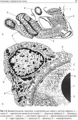 Клиническая нефрология - Фото 3