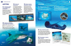 Подводный мир - Фото 5