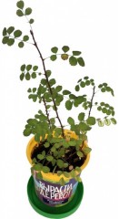 Набор для выращивания «Золотая китайская роза» - Фото 1