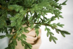 Ель комнатная «Датская», 150 см - Фото 2